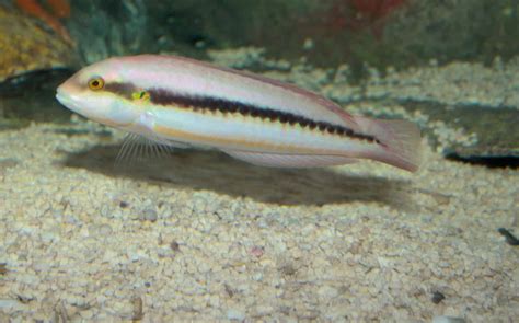 fish cock|Penis Fish .